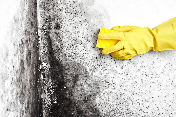 Professional Mold Removal in Cayce, SC